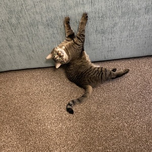 Fundraising Page: Karissa Fulton